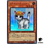 Rescue Cat QCAC-JP006 [SR] Super Art Collection Yugioh Japan