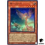 Shining Star Dragon QCDB-JP003 [UR] Ultra 25th Century Duelist Box Yugioh