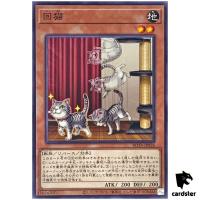 Purrfect Lander ROTA-JP026 [N] Normal Rage of the Abyss Yugioh