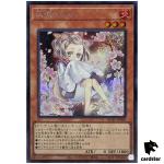 Ash Blossom Joyous Spring [Sit] QCAC-JP050 [ScR] Secret Art Collect Yugioh