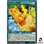 Spiritualization Training [N] RD/ORP4-JP020 Over Rush Pack 4 Yugioh Rush Duel