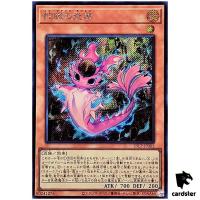Snake Eyes Poplar 25LP-JP002 [ScR] Secret [No Logo] WCS 2025 Yugioh Japanese